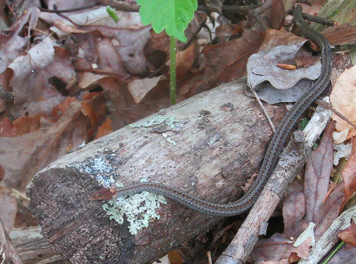 Redbelly Snake